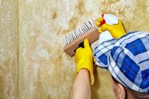 Best Mold Damage Restoration  in Anahola, HI