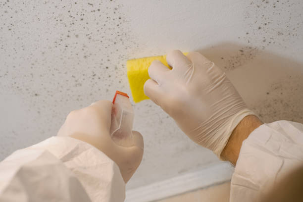 Asbestos and Lead Testing During Mold Inspection in Anahola, HI