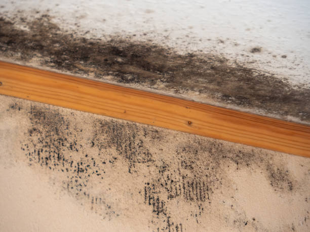 Best HVAC Mold Inspection and Cleaning  in Anahola, HI