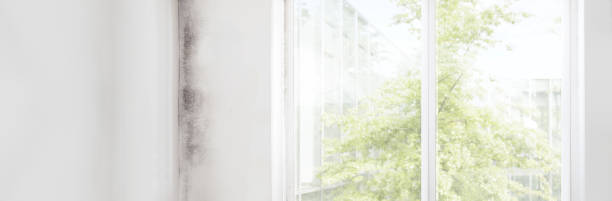 Best Emergency Mold Remediation  in Anahola, HI